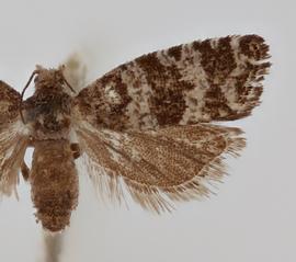  Female. © Loren Jones. Image used with permission.
